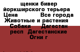 щенки бивер йоркширского терьера › Цена ­ 8 000 - Все города Животные и растения » Собаки   . Дагестан респ.,Дагестанские Огни г.